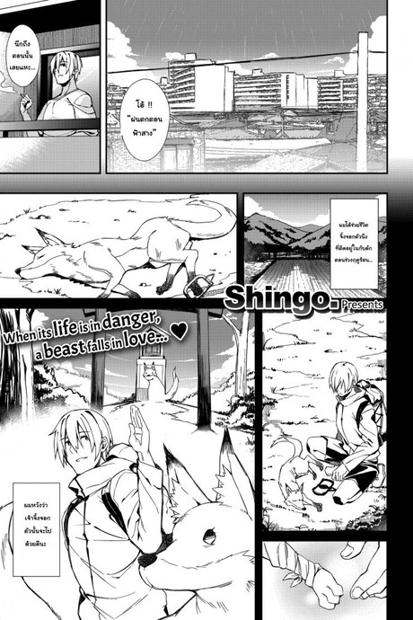 จิ้งจอกขอตอบแทน [Shingo] A Fox's Requitail